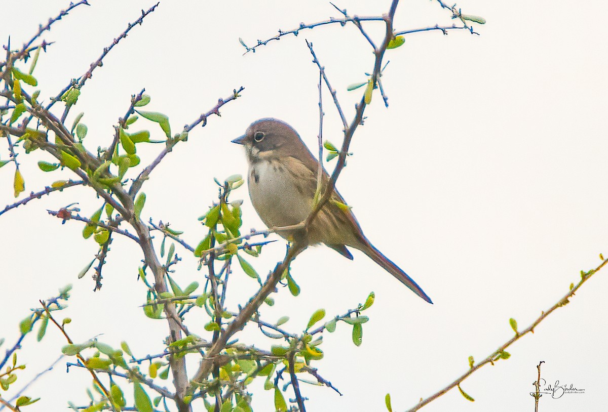 Bell's Sparrow - ML524384881