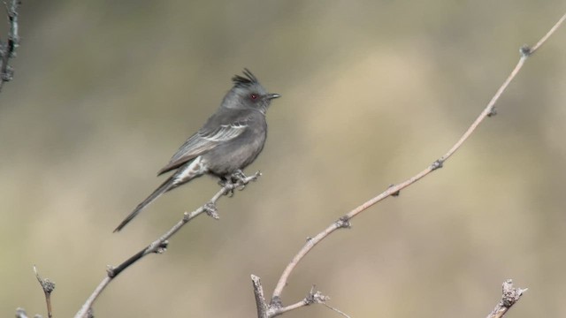 Phainopepla - ML524386341