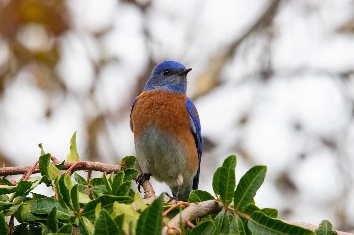 Western Bluebird - Manuel Duran