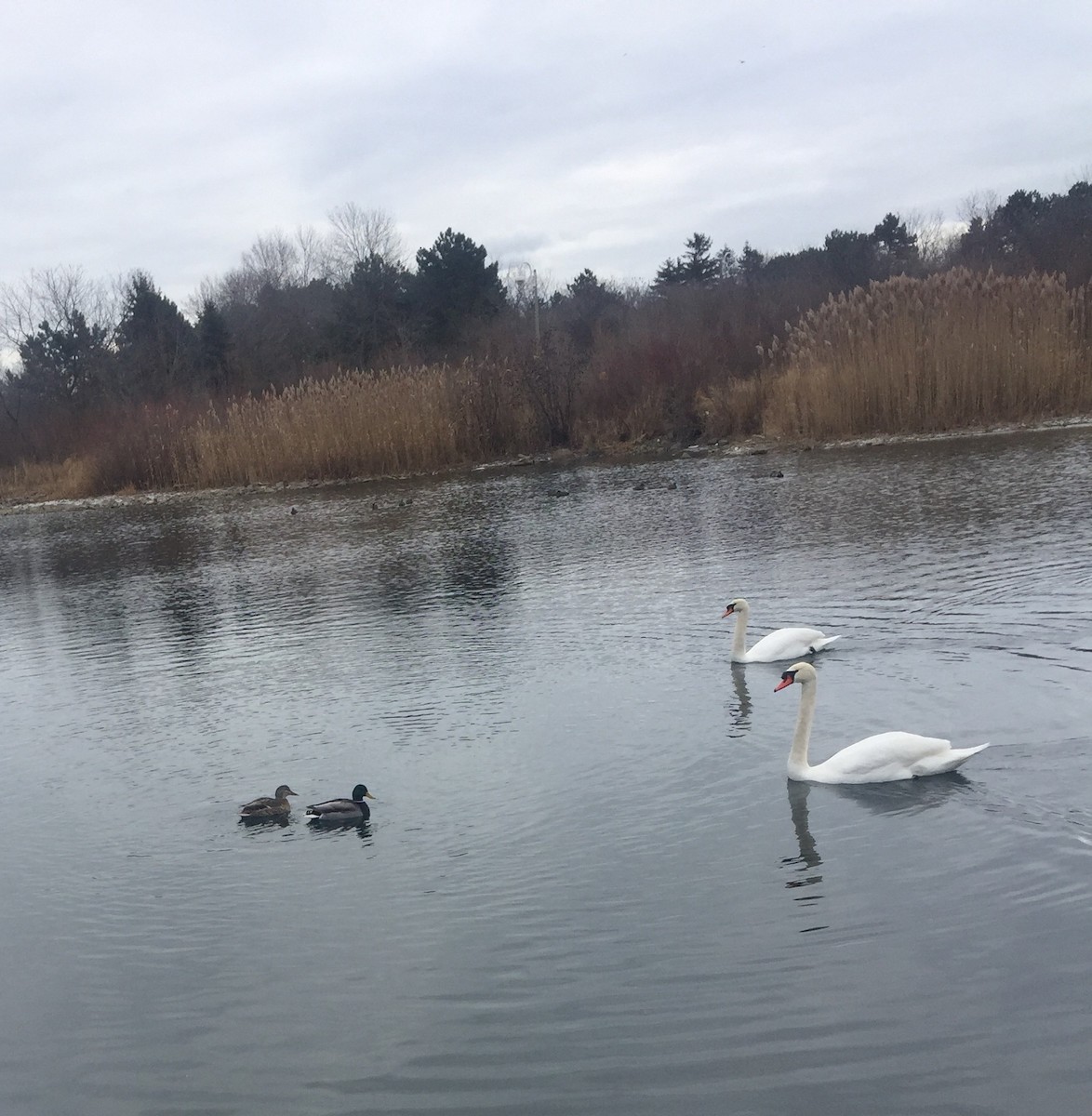 Mute Swan - ML52438671