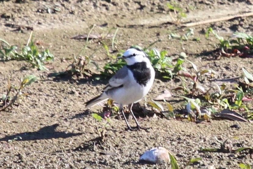 白鶺鴒 - ML524389711