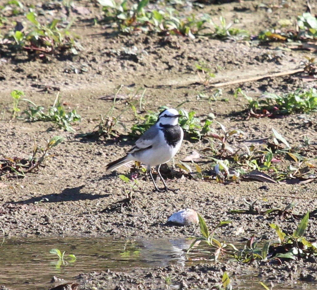 白鶺鴒 - ML524389721