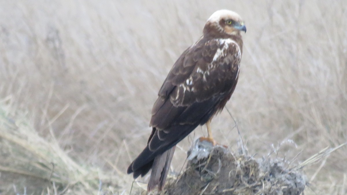 Western Marsh Harrier - ML524389741