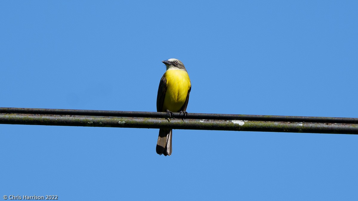 Gray-capped Flycatcher - ML524390151