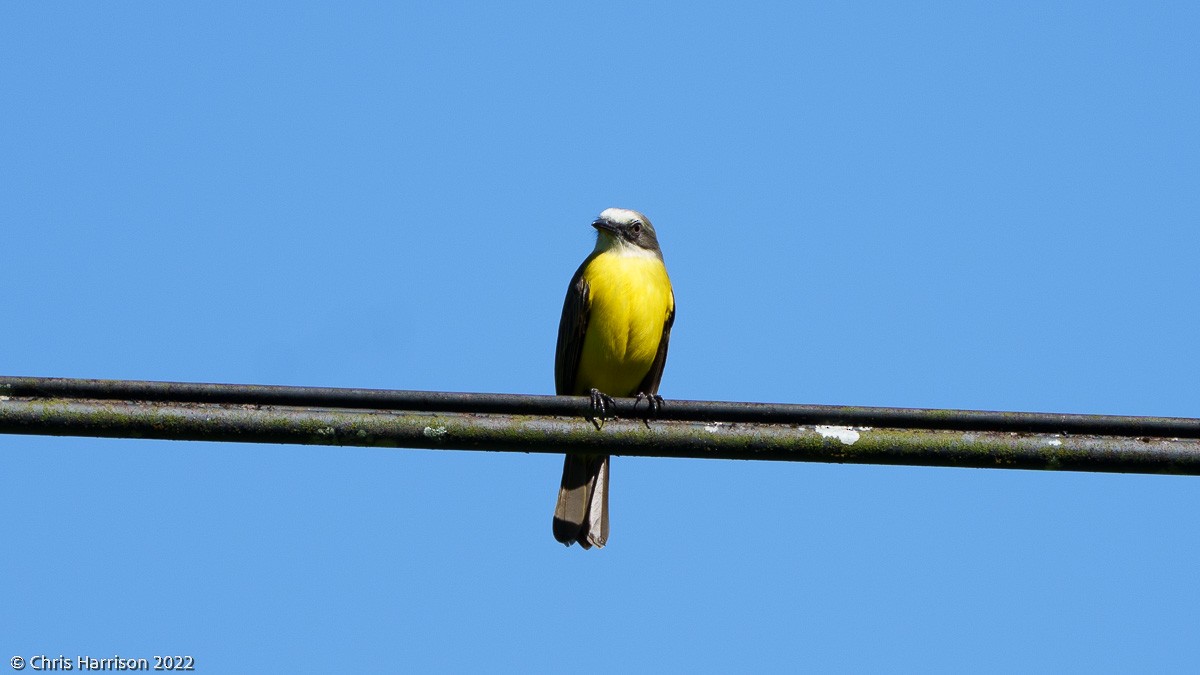 Gray-capped Flycatcher - ML524390161