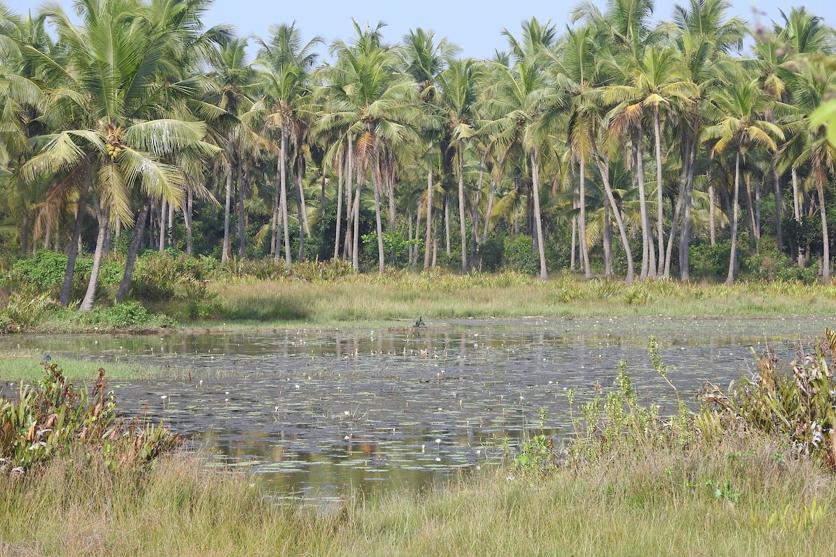 Little Cormorant - Manoj Karingamadathil