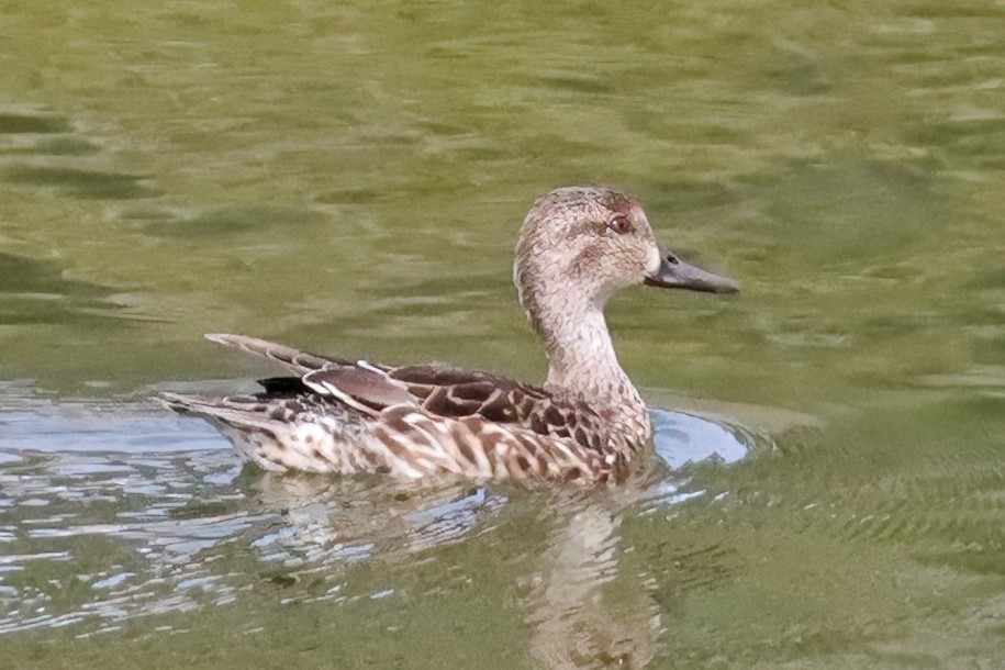 Blue-winged Teal - ML524391201