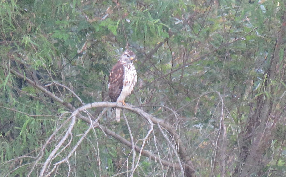 Broad-winged Hawk - ML52439141