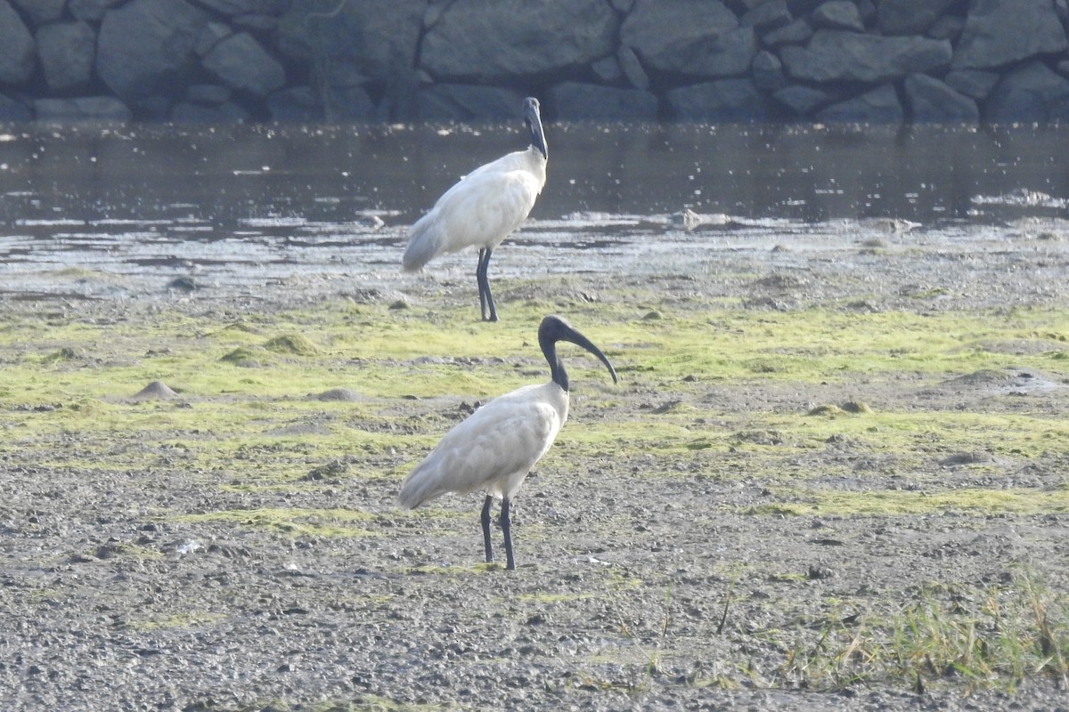 Black-headed Ibis - Manoj Karingamadathil