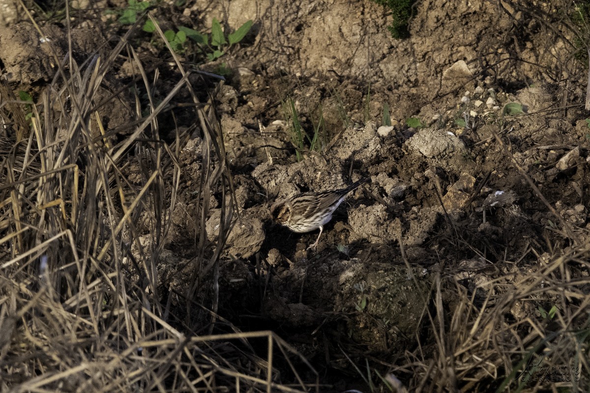 Little Bunting - ML524392241