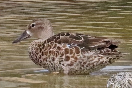 Blue-winged Teal - ML524392411