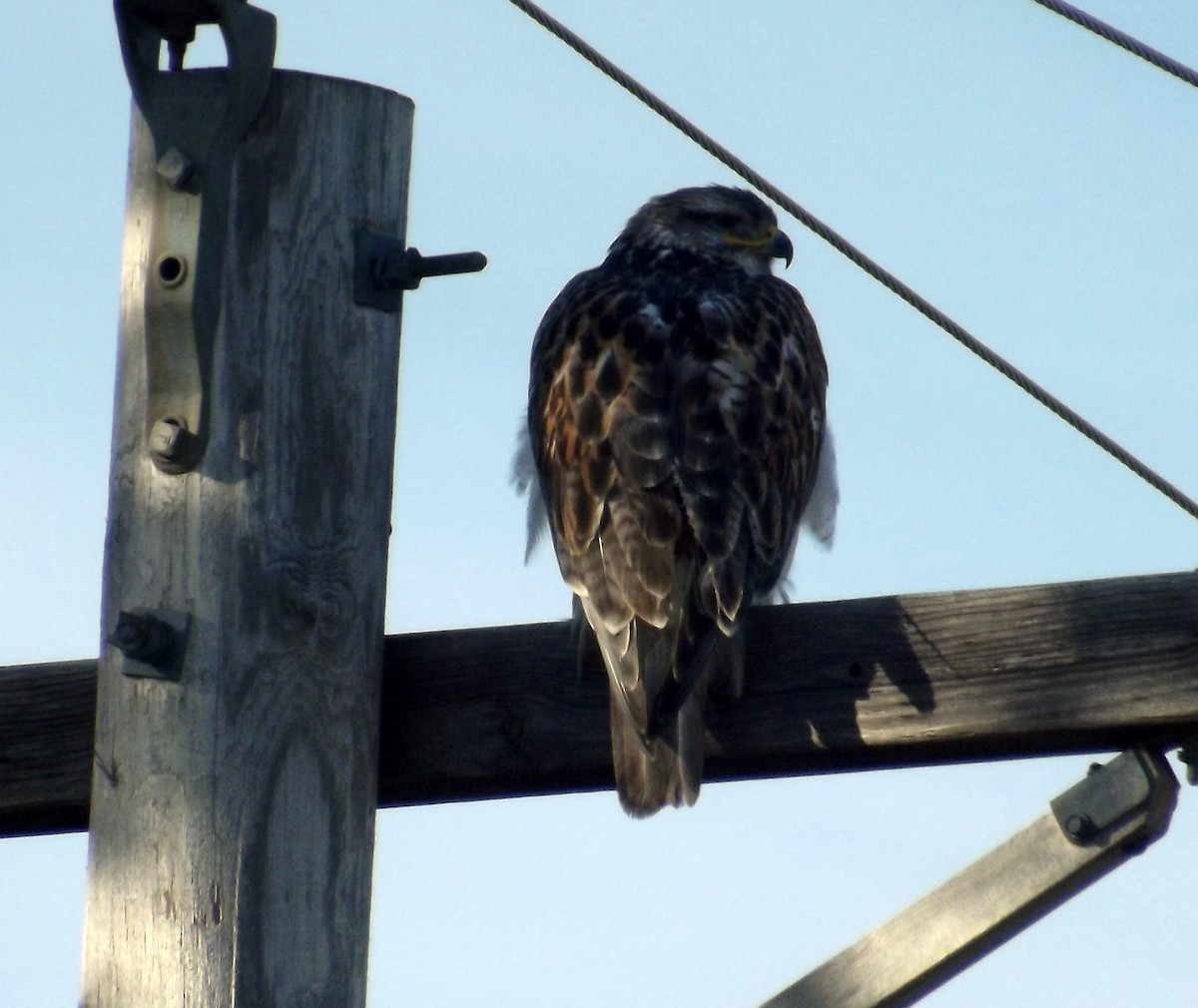 Ferruginous Hawk - ML524392511