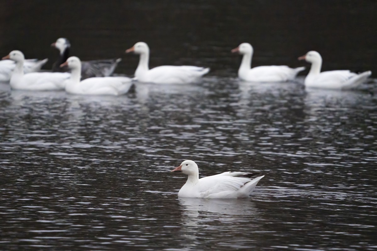 Snow Goose - ML524394111