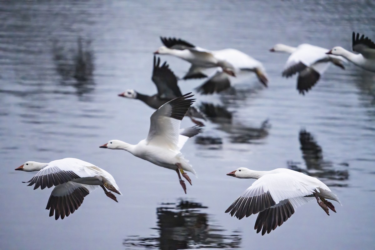 Snow Goose - Martin Stelbrink