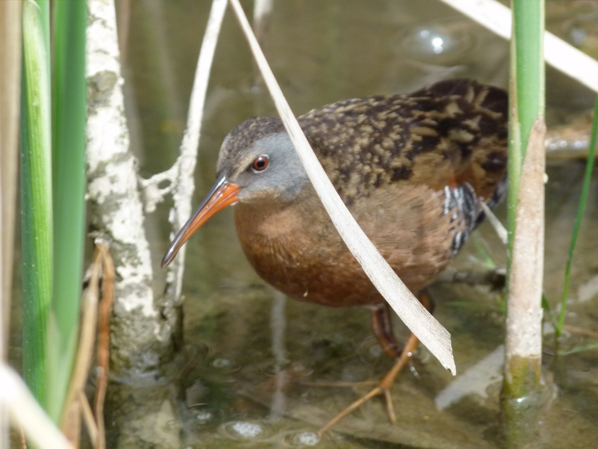 Virginia Rail - ML52439441