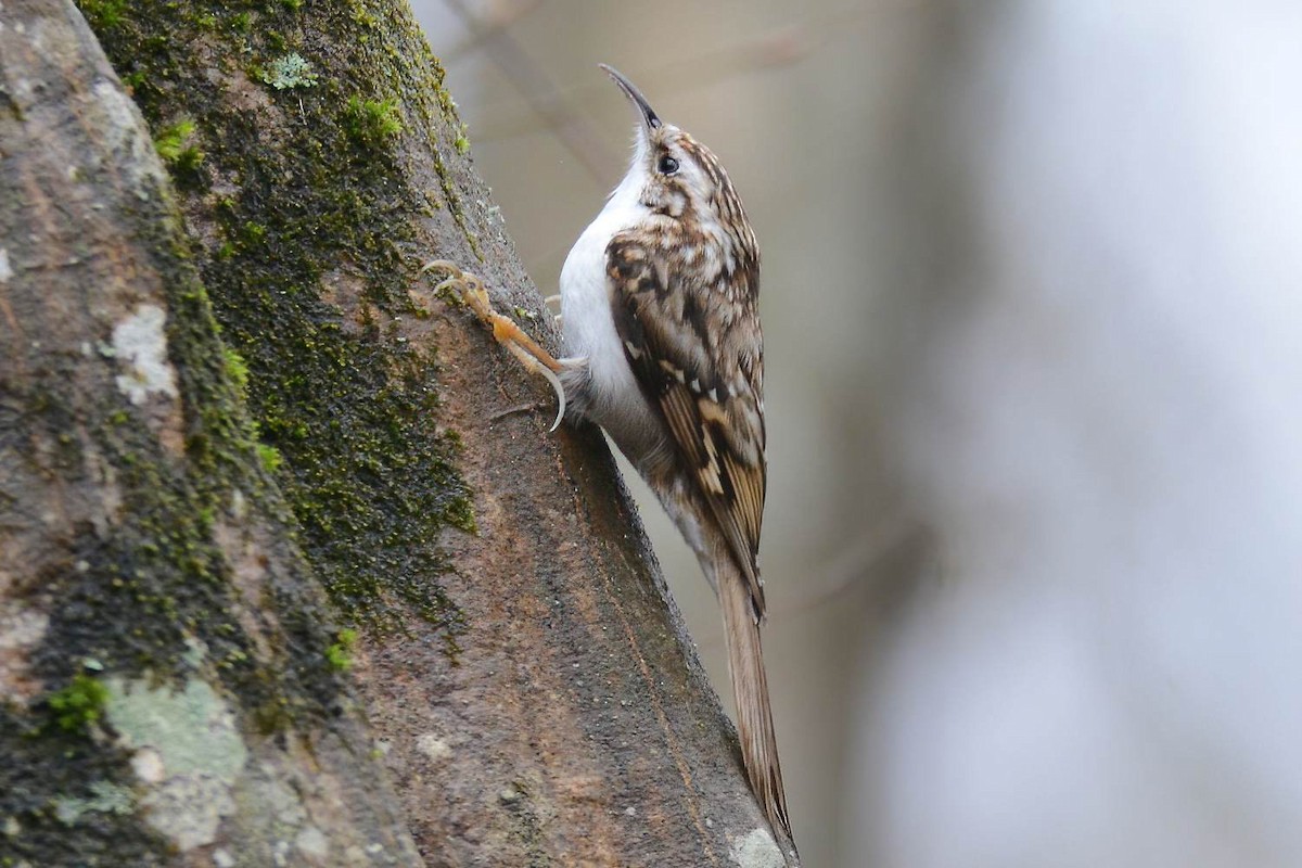 Eurasian Treecreeper - Ergün Cengiz