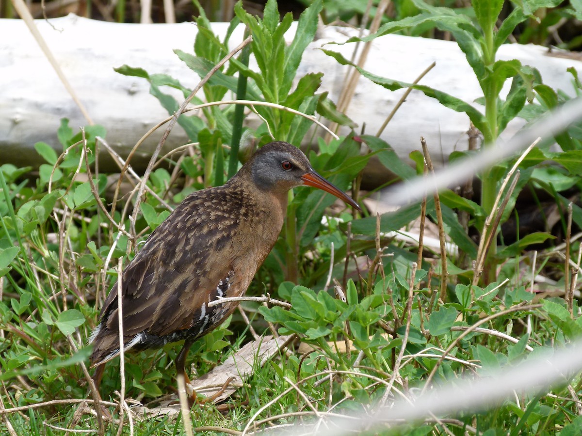Virginia Rail - ML52439471