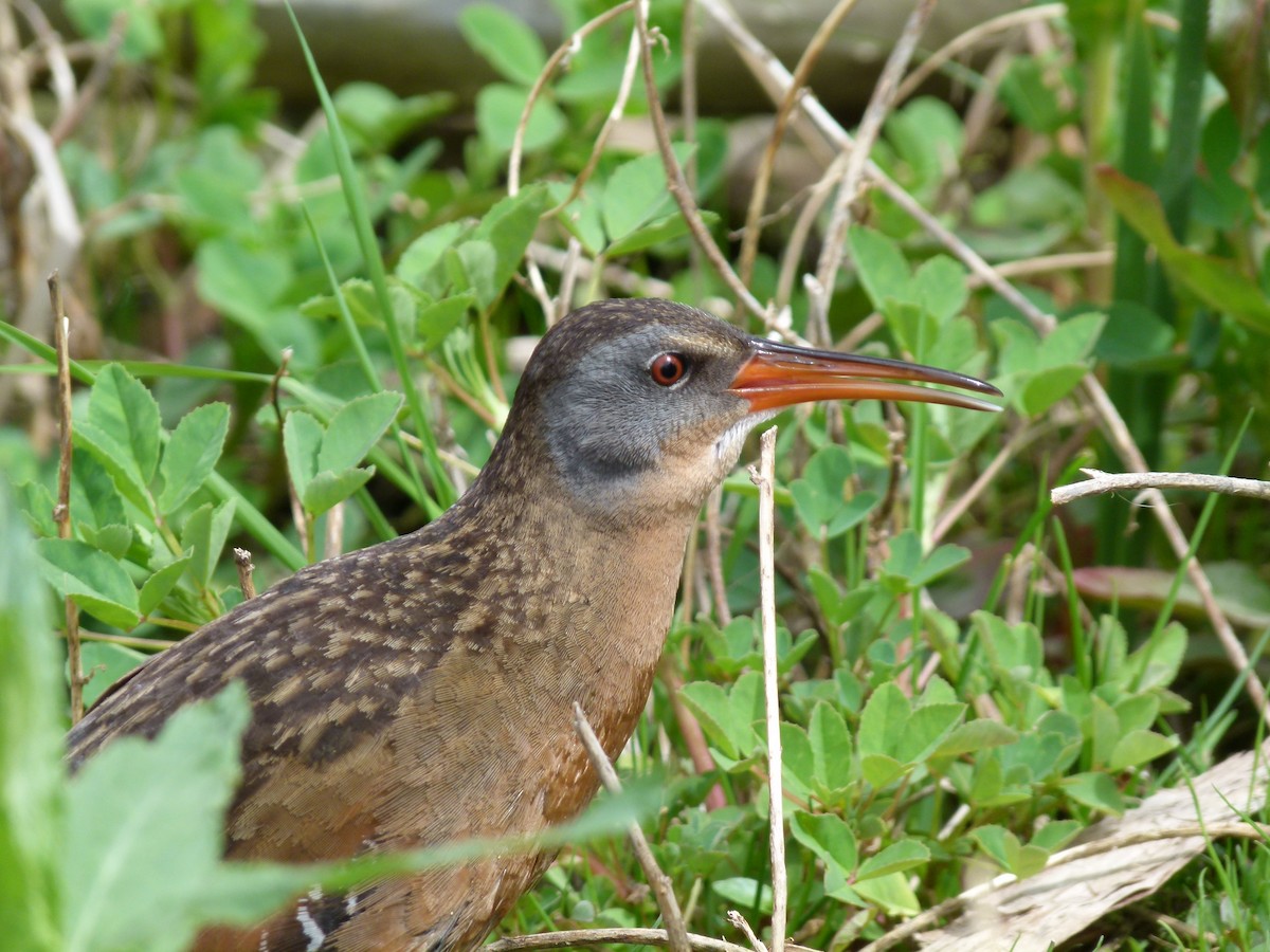 Virginia Rail - ML52439521