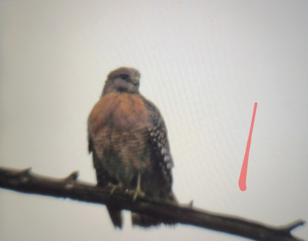 Red-shouldered Hawk (lineatus Group) - ML524395401