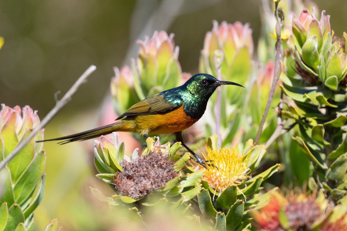 Orange-breasted Sunbird - John C. Mittermeier