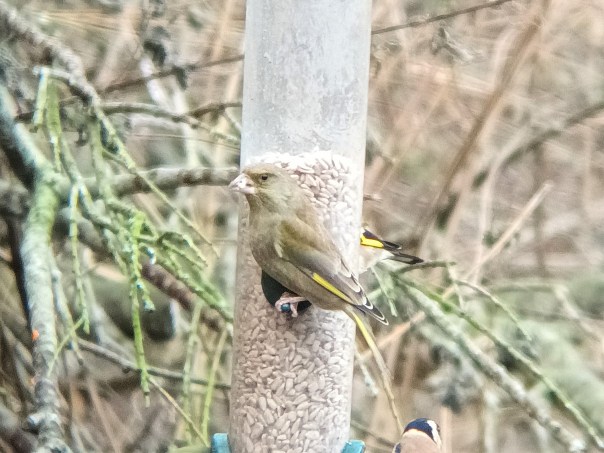 European Greenfinch - ML524397791