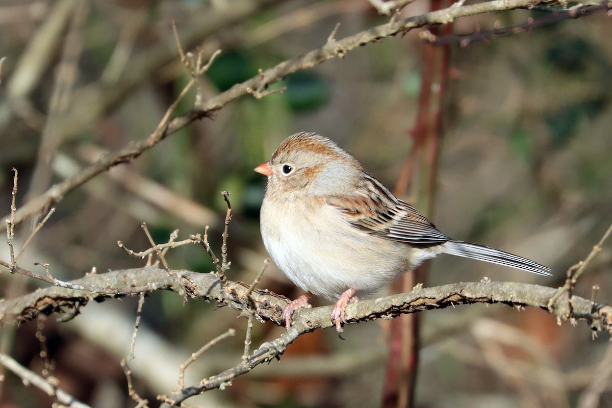 Field Sparrow - ML524398461