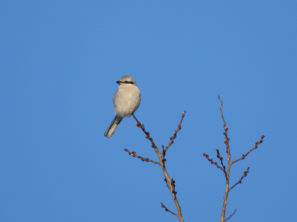 Northern Shrike - ML524399531