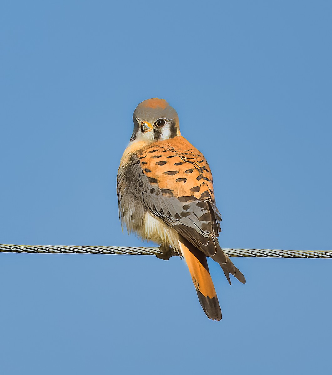 American Kestrel - ML524400041