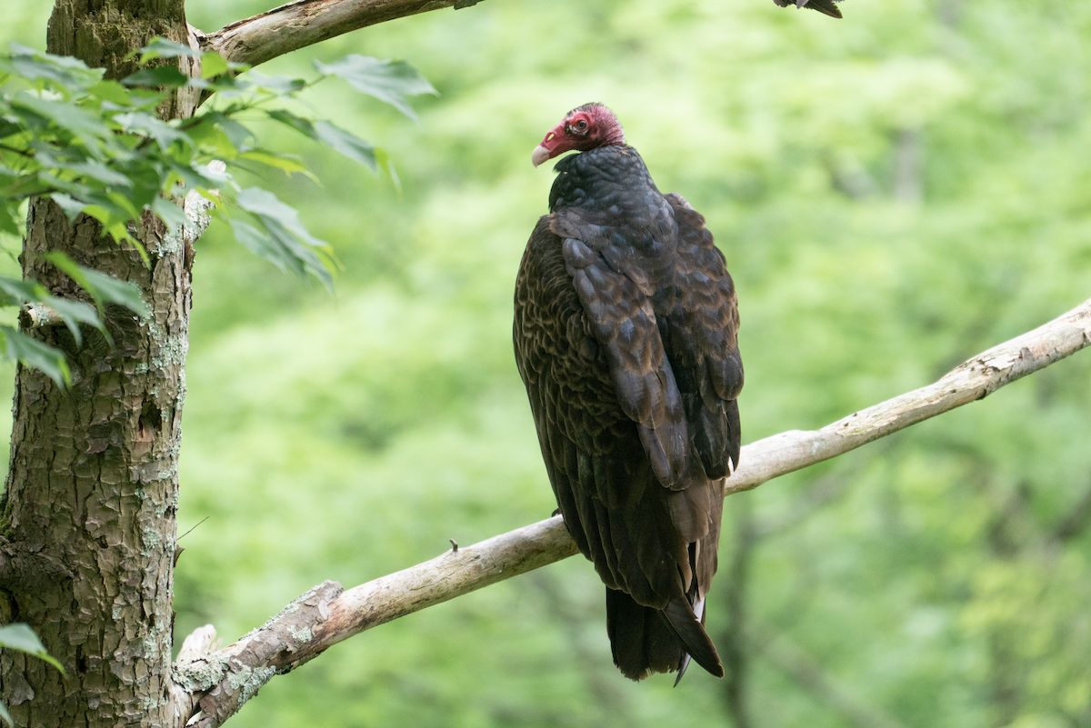 Turkey Vulture - ML524402861