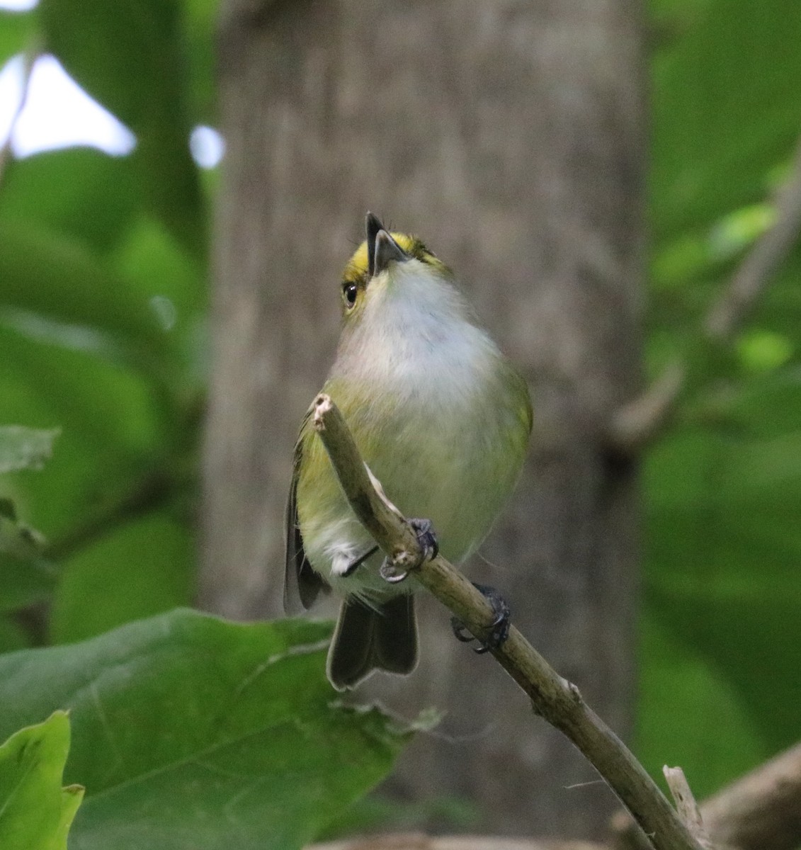 Vireo Ojiblanco - ML524403651