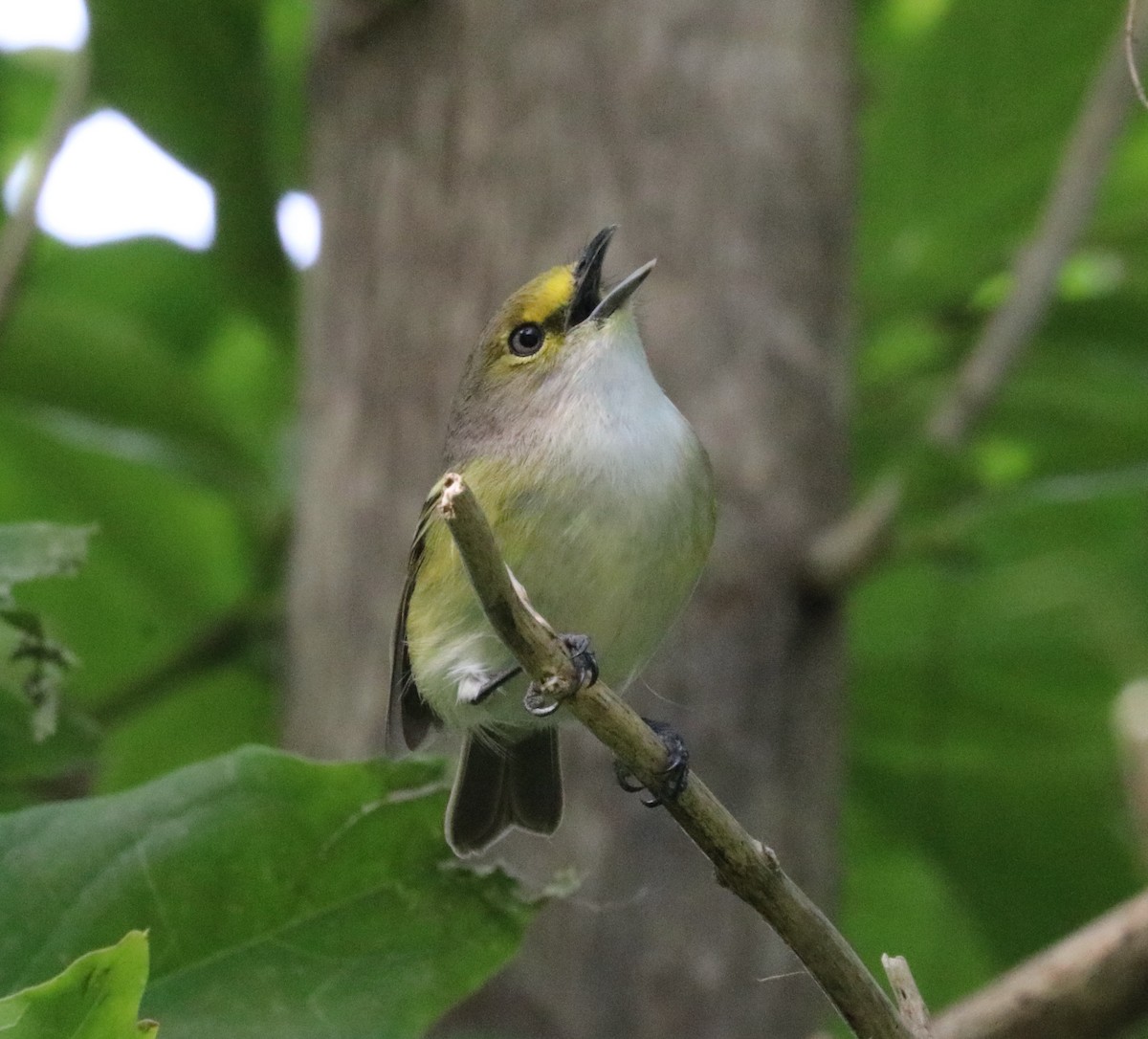 White-eyed Vireo - Ingela Persson