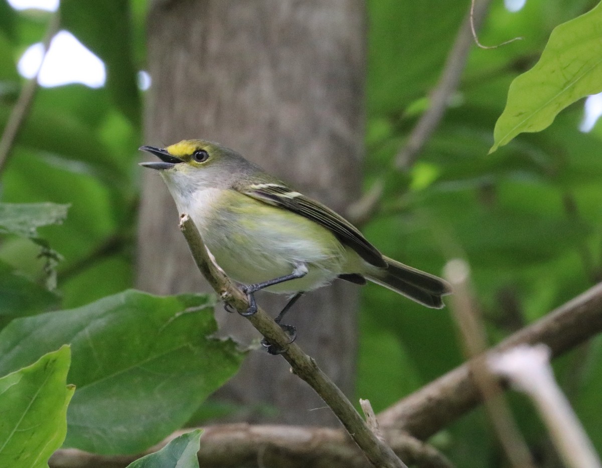 Vireo Ojiblanco - ML524403681