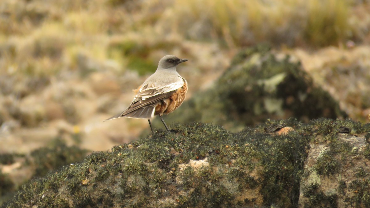 Çukulata Renkli Tiran - ML524404511