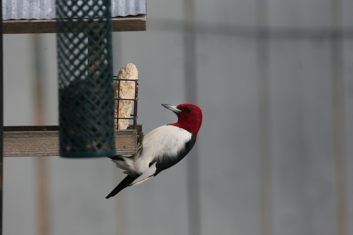 Red-headed Woodpecker - ML524405031