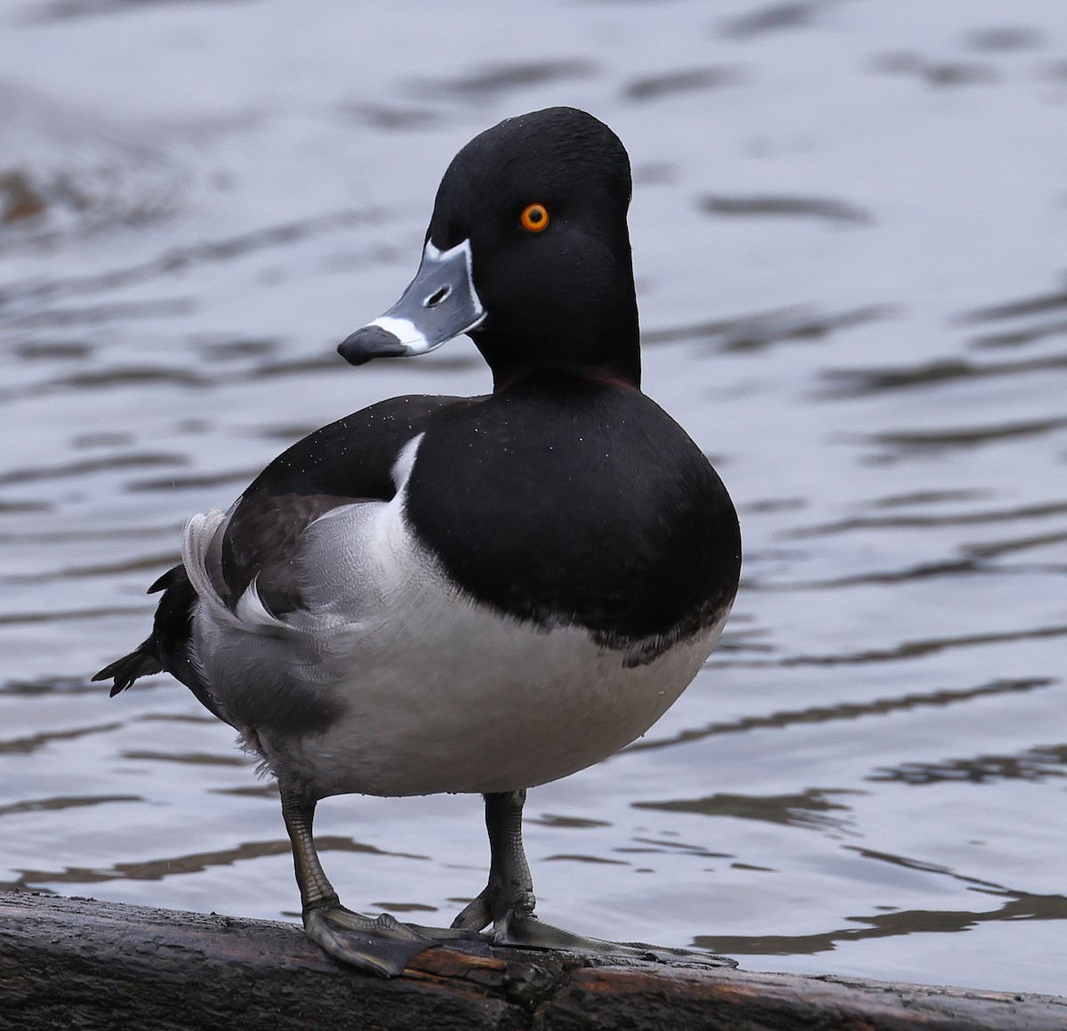 Ring-necked Duck - ML524405221