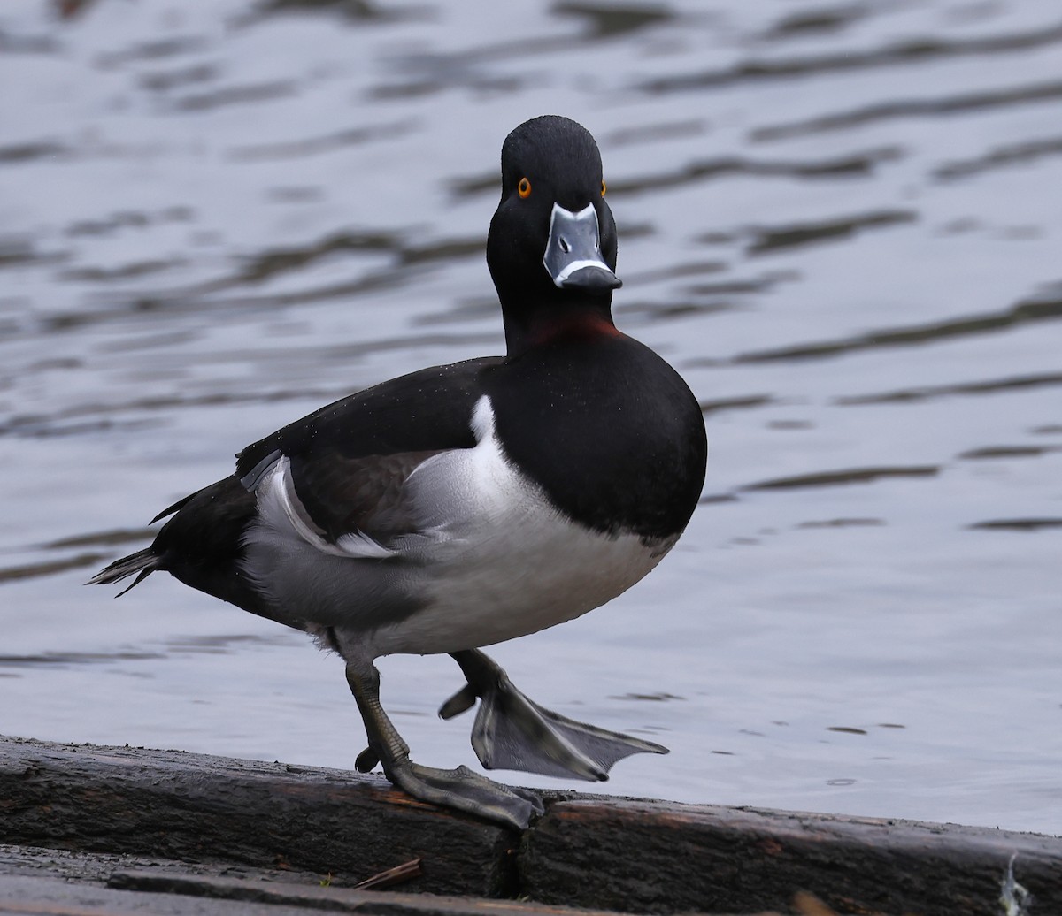 Ring-necked Duck - ML524405231