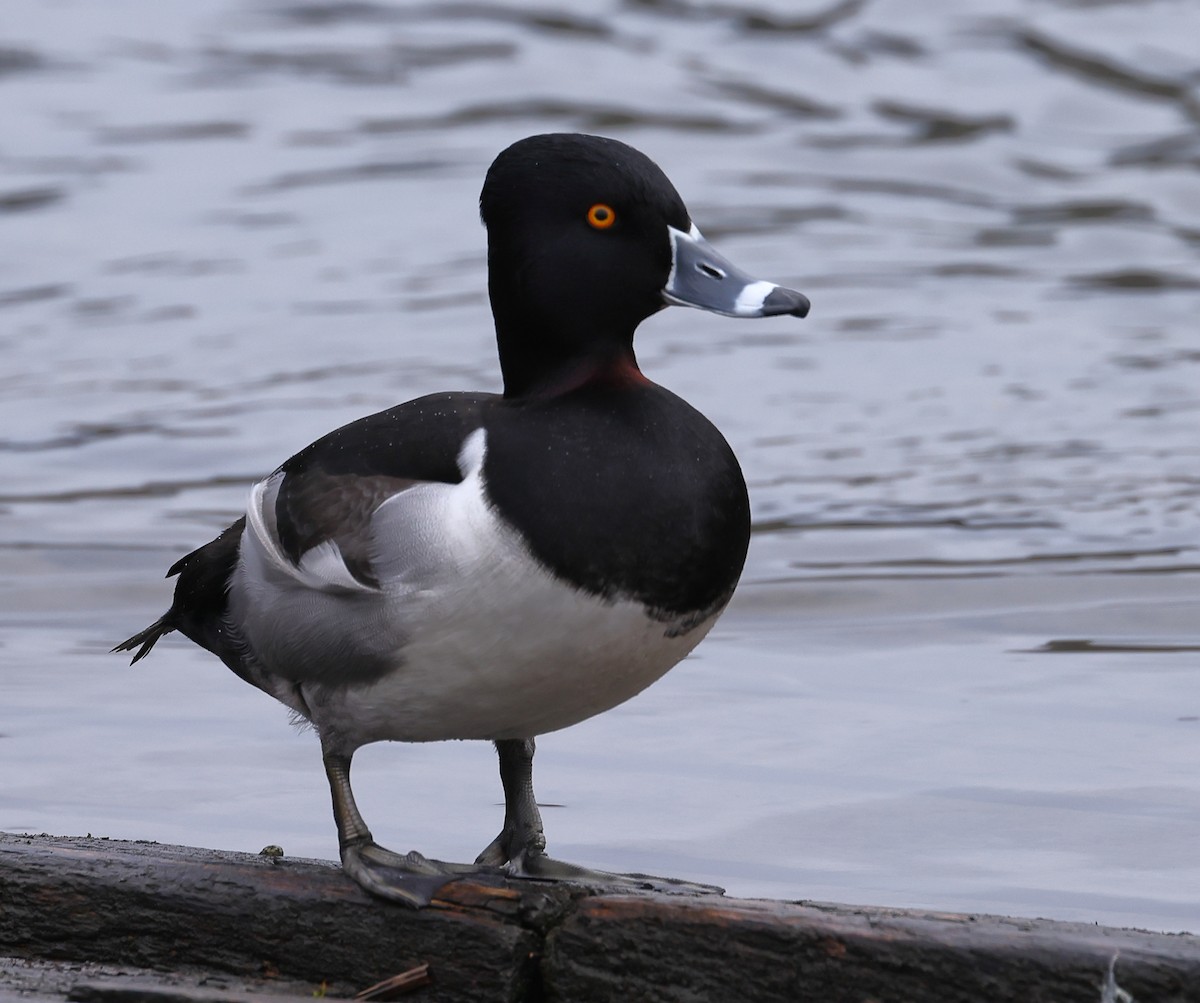 Ring-necked Duck - ML524405241