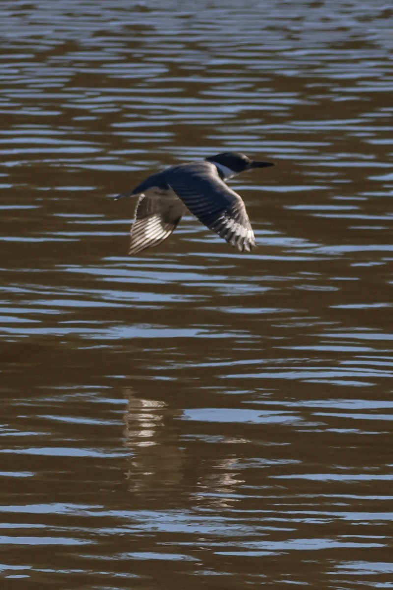 Belted Kingfisher - ML524405391