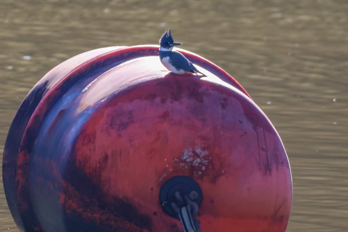 Belted Kingfisher - ML524405401