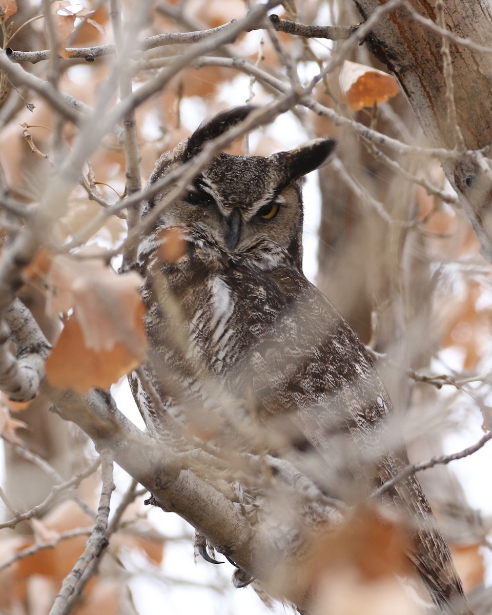 Great Horned Owl - ML524406191
