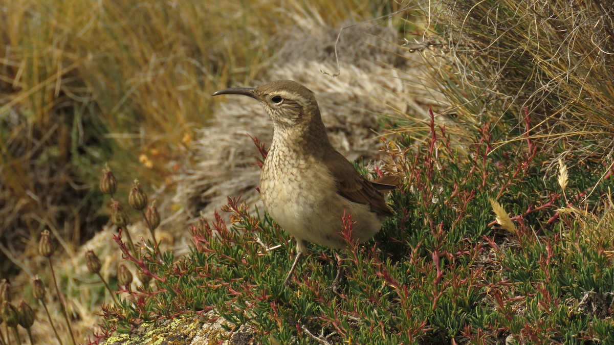 Scale-throated Earthcreeper - ML524406451