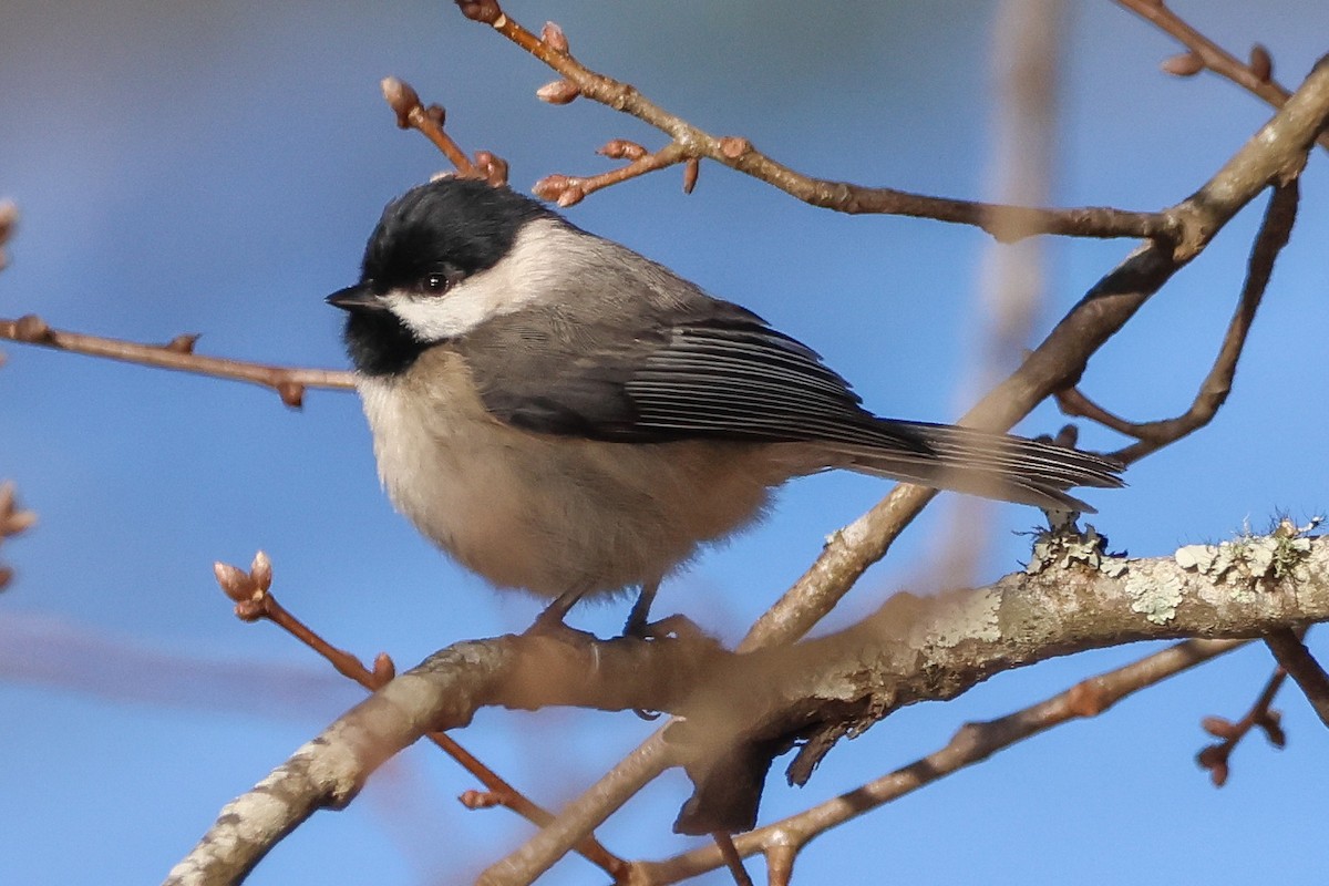 Carolina Chickadee - ML524406461