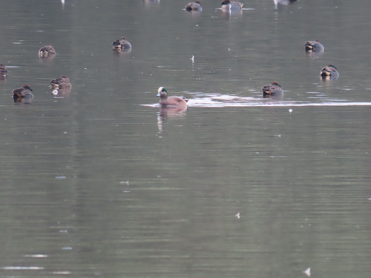 American Wigeon - ML524406981