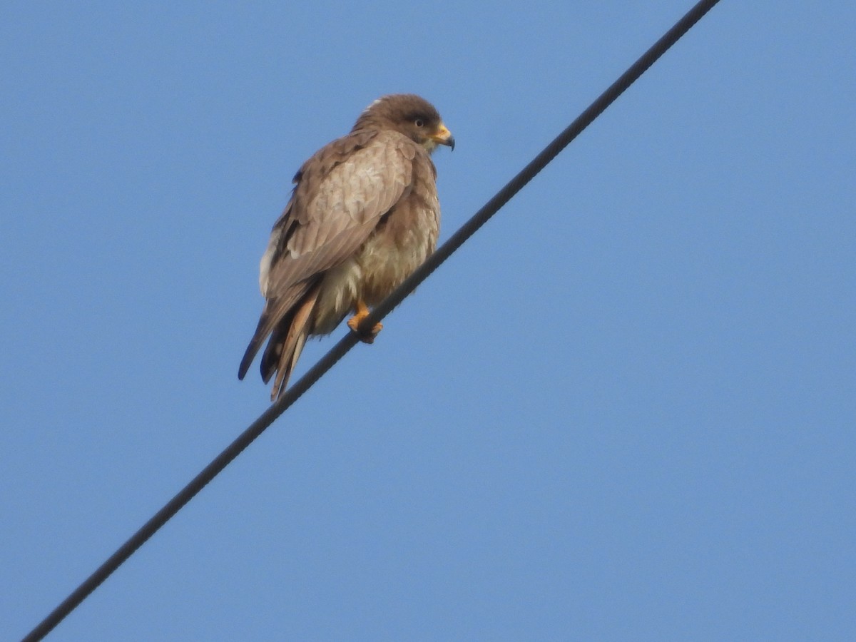 White-eyed Buzzard - ML524407631