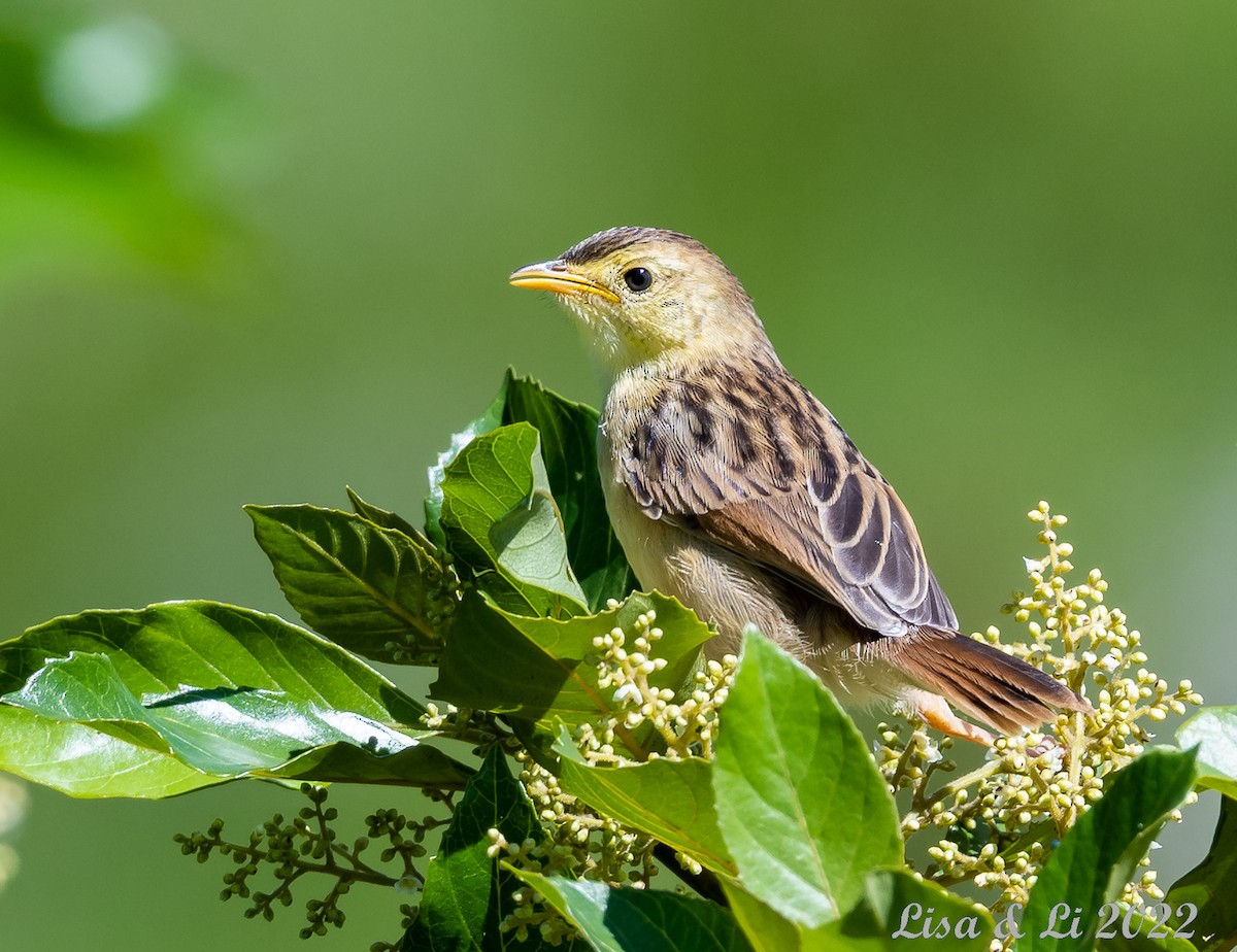 Cloud Cisticola - ML524407971