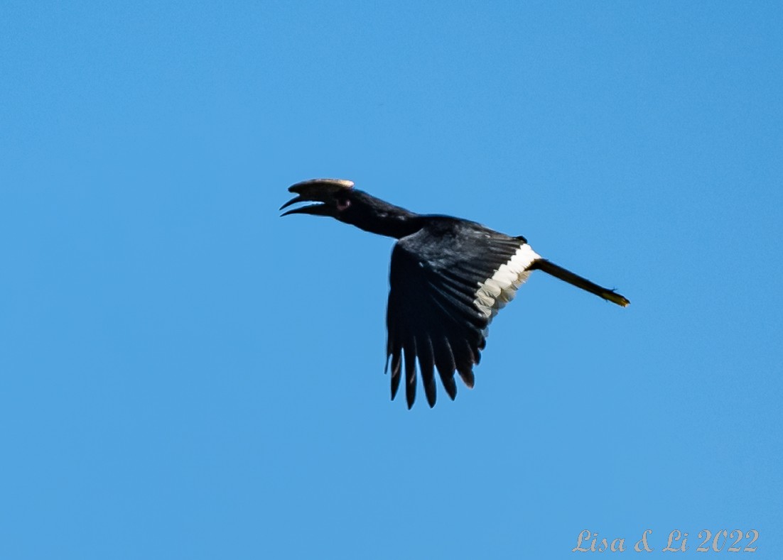 Trumpeter Hornbill - Lisa & Li Li