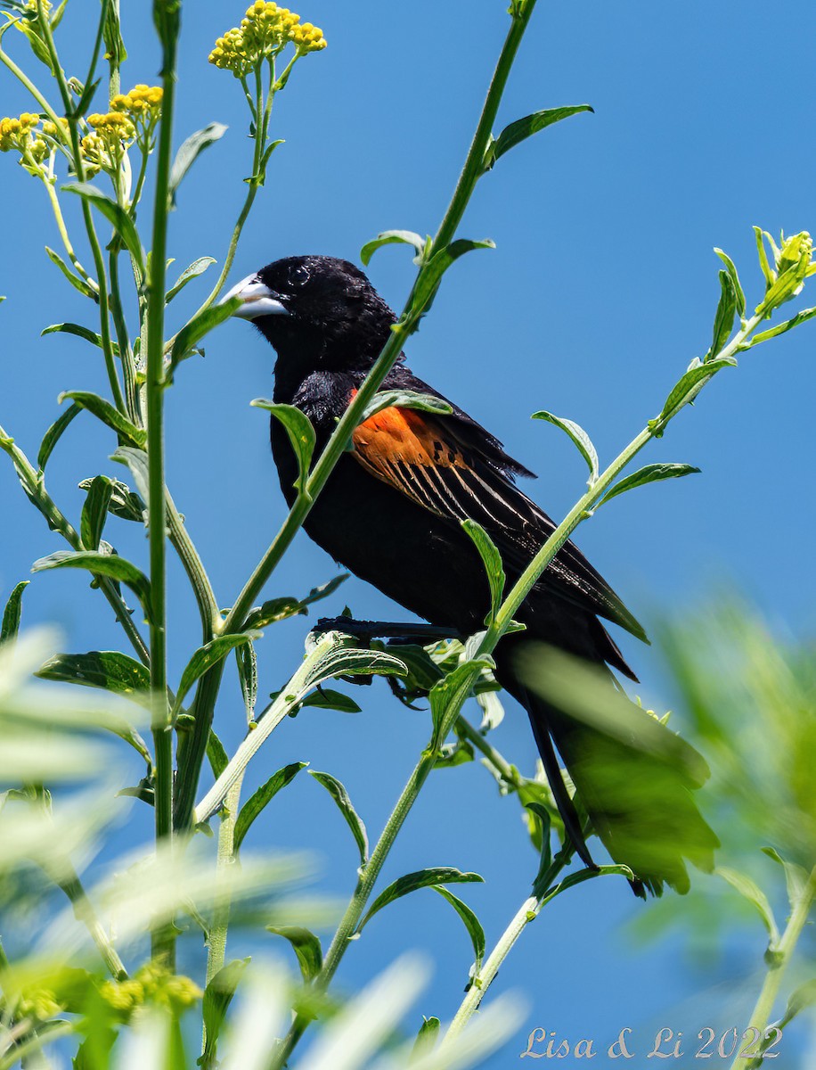 Fan-tailed Widowbird - Lisa & Li Li