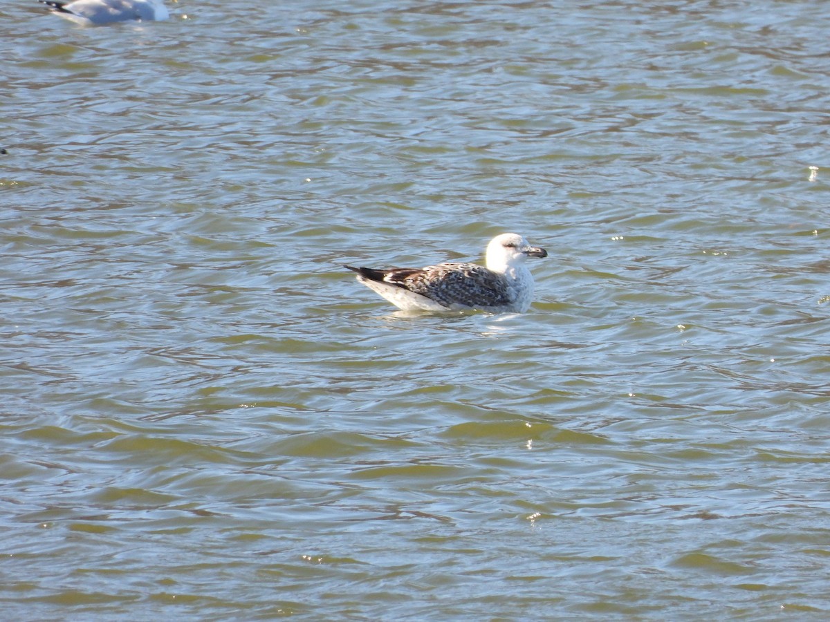 Great Black-backed Gull - ML524408431