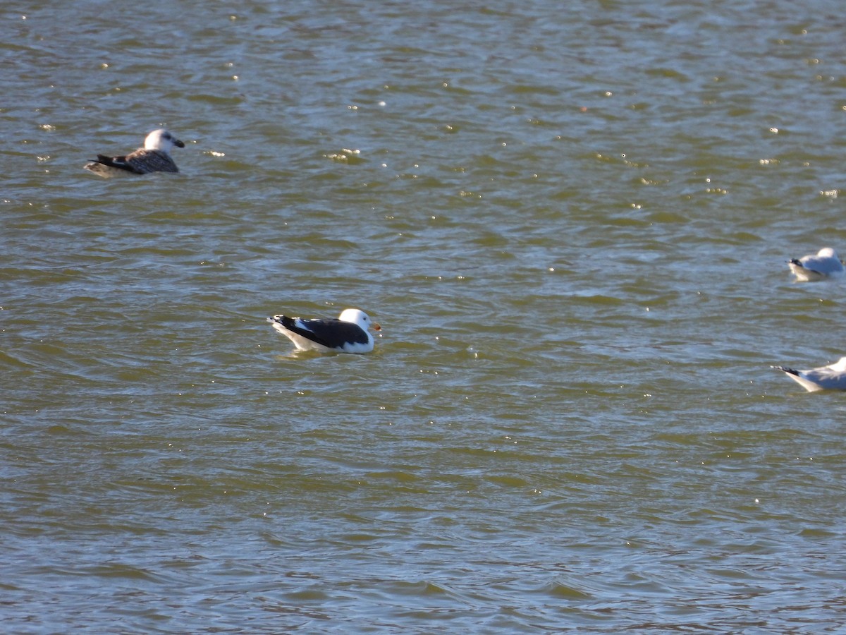 Great Black-backed Gull - ML524408441