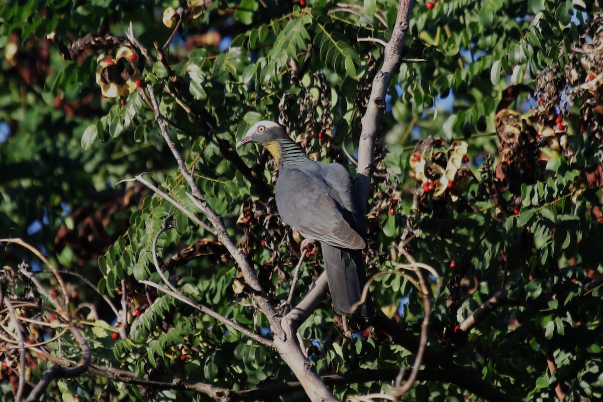 White-crowned Pigeon - ML524408651